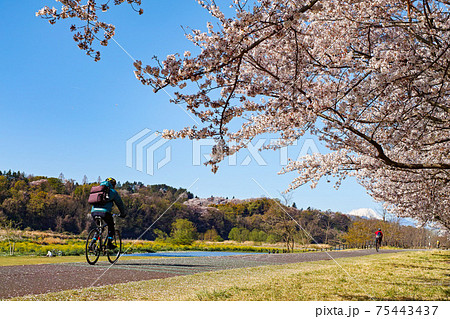 東京都/ 桜満開の多摩川サイクリングロード・府中多摩川かぜの道（府中市） 75443437