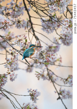 桜とカワセミ 75443457
