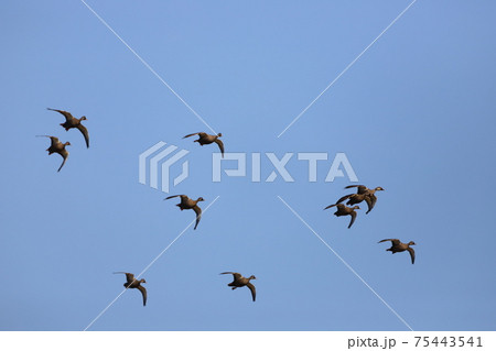 空を飛んでいるカルガモの群れ 75443541