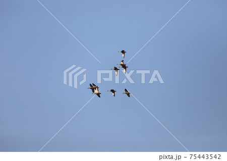 空を飛んでいるカルガモの群れ 75443542