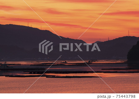 牡蠣筏並ぶ瀬戸内の海を染める朝焼け 75443798