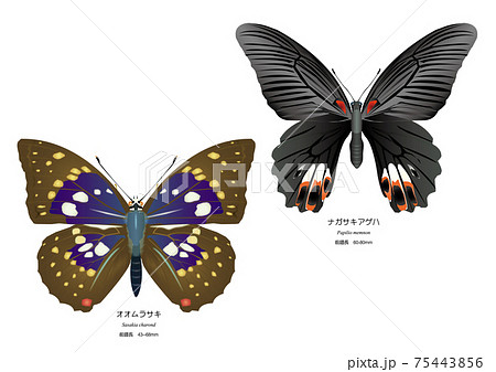 ナガサキアゲハとオオムラサキ ナガサキアゲハとオオムラサキ 75443856
