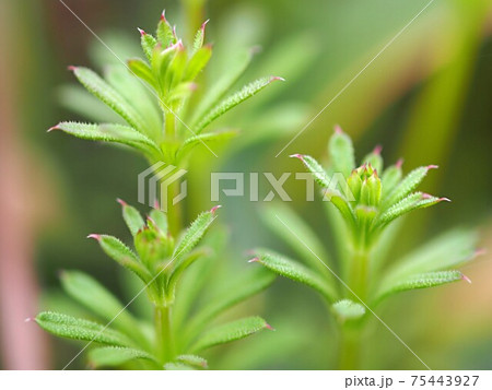 ヤエグムグラの新芽 75443927