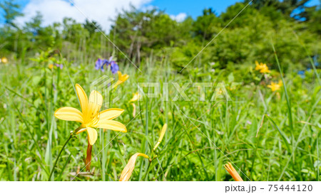ニッコウキスゲ(八島ヶ原湿原にて) ニッコウキスゲ(八島ヶ原湿原にて) 75444120