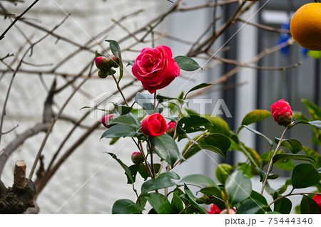 西洋椿の花のクローズアップ 西洋椿の花のクローズアップ 75444340