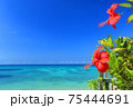 沖縄の青い海と青い空と真っ赤なハイビスカス 75444691
