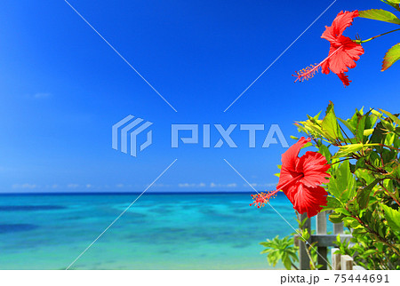 沖縄の青い海と青い空と真っ赤なハイビスカス 75444691