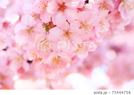 河津桜7203 河津桜7203 75444758