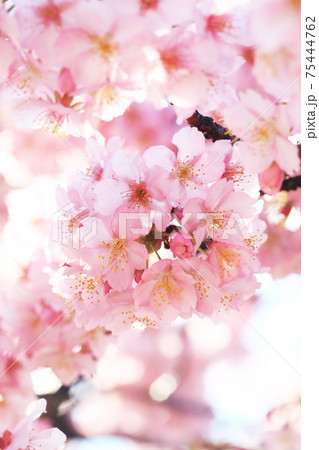 河津桜7209- 75444762