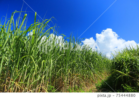 沖縄の風景 さとうきび畑と青い空、白い雲 の写真素材 [75444880