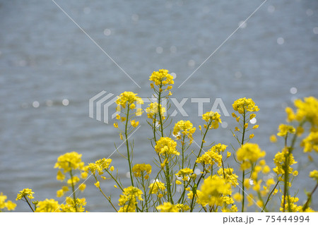 水辺の菜の花 75444994