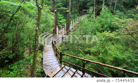 屋久島　ヤクスギランド 75445415