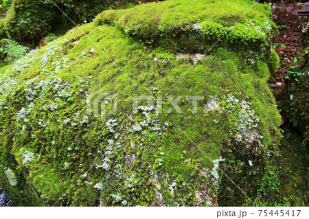 屋久島　ヤクスギランド 75445417