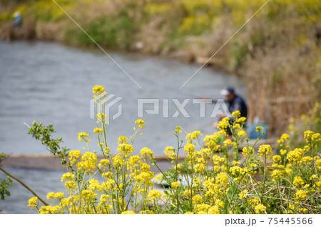 菜の花と釣り人 75445566