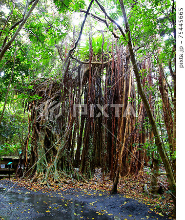 屋久島 志戸子ガジュマル園 屋久島 志戸子ガジュマル園 75445665