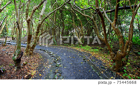屋久島 志戸子ガジュマル園 屋久島 志戸子ガジュマル園 75445668