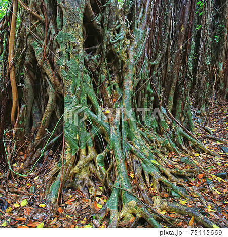 屋久島 志戸子ガジュマル園 屋久島 志戸子ガジュマル園 75445669