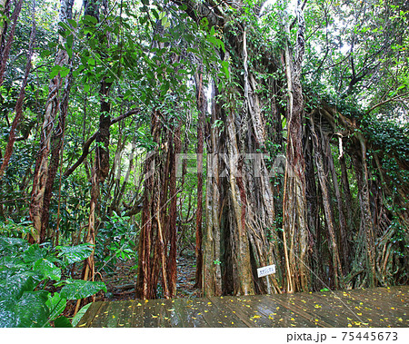 屋久島 志戸子ガジュマル園 屋久島 志戸子ガジュマル園 75445673