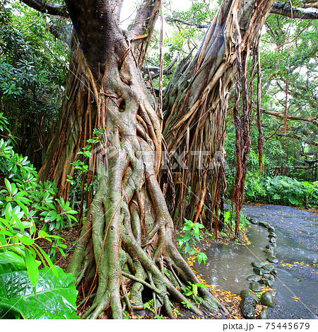 屋久島 志戸子ガジュマル園 屋久島 志戸子ガジュマル園 75445679