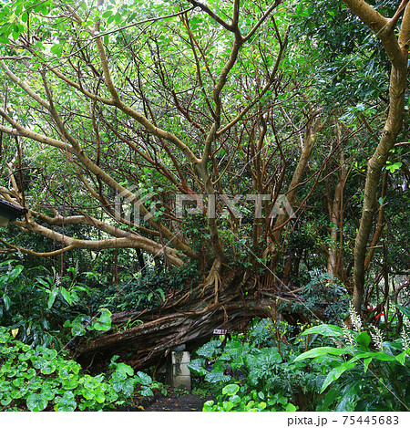 屋久島　志戸子ガジュマル園 75445683