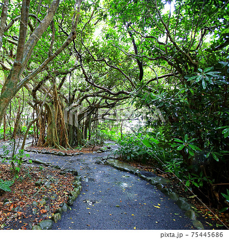 屋久島 志戸子ガジュマル園 屋久島 志戸子ガジュマル園 75445686