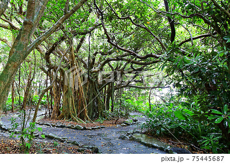 屋久島　志戸子ガジュマル園 75445687
