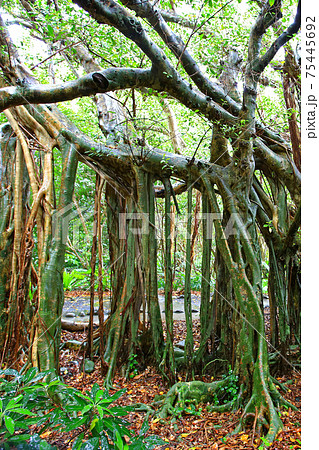 屋久島　志戸子ガジュマル園 75445692