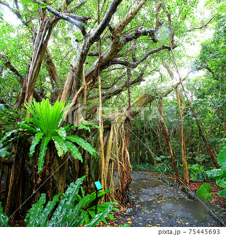 屋久島 志戸子ガジュマル園 屋久島 志戸子ガジュマル園 75445693