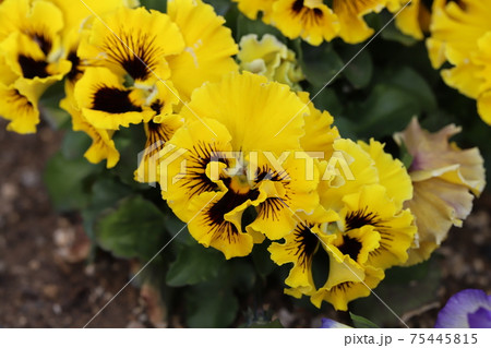 早春の花壇に咲く黄色とこげ茶色の複色のパンジーの花 75445815