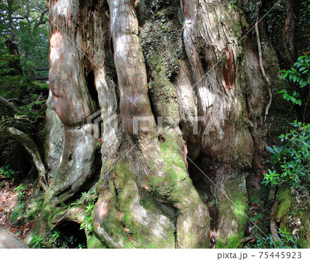 屋久島　紀元杉 75445923
