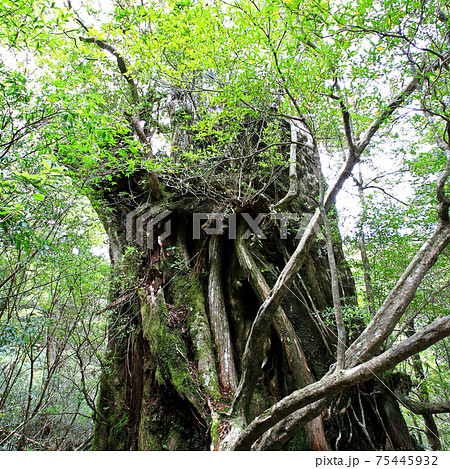 屋久島　紀元杉 75445932