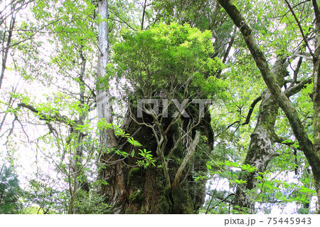 屋久島 紀元杉 屋久島 紀元杉 75445943