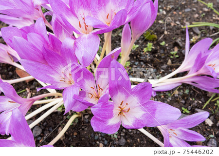 イヌサフラン 75446202