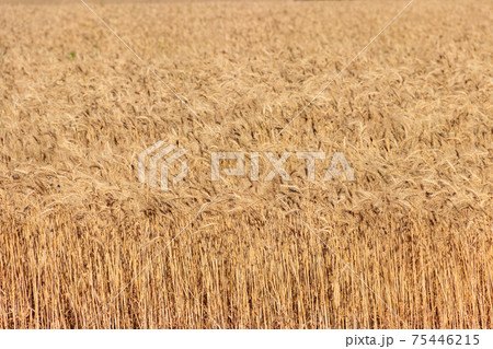 Field of ripe golden wheat close-up Field of ripe golden wheat close-up 75446215