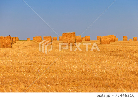 Round straw bales on a field after the grain harvest Round straw bales on a field after the grain harvest 75446216