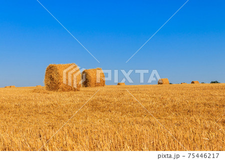 Round straw bales on a field after the grain harvest Round straw bales on a field after the grain harvest 75446217