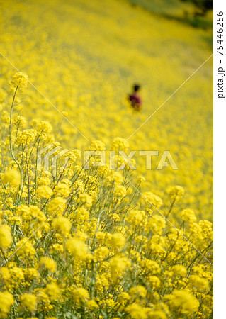 満開の菜の花 75446256