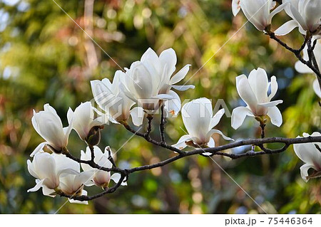 白木蓮の花の写真素材