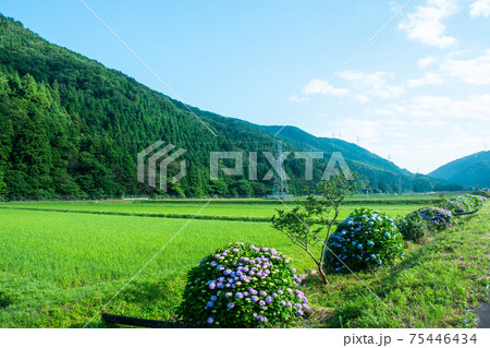 紫陽花　田舎　田んぼ 75446434