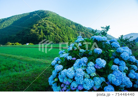 紫陽花 田舎 田んぼ 紫陽花 田舎 田んぼ 75446440