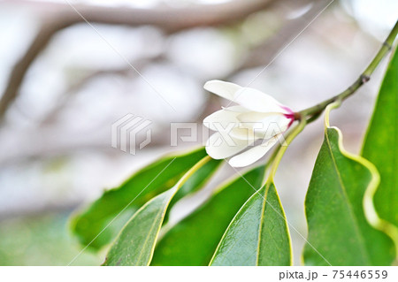 白いオガタマノキの花 白いオガタマノキの花 75446559
