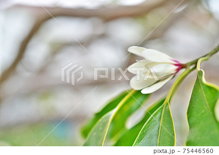 白いオガタマノキの花 75446560