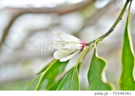 白いオガタマノキの花 白いオガタマノキの花 75446561