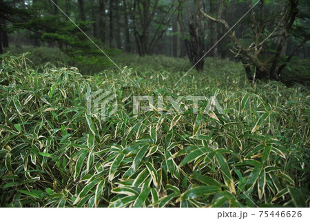大台ケ原 新緑の原生林 大台ケ原 新緑の原生林 75446626