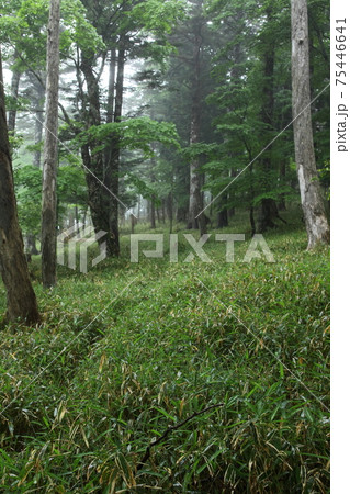 大台ケ原　新緑の原生林 75446641