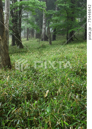 大台ケ原 新緑の原生林 大台ケ原 新緑の原生林 75446642