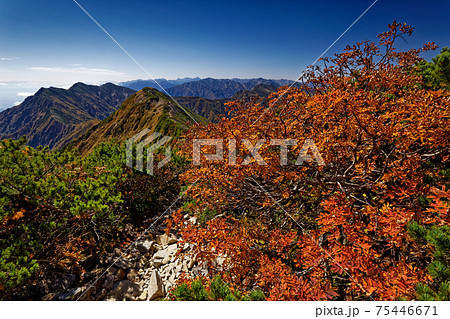 鹿島槍ヶ岳稜線のナナカマドの紅葉と布引山・爺ヶ岳の眺め 鹿島槍ヶ岳稜線のナナカマドの紅葉と布引山・爺ヶ岳の眺め 75446671