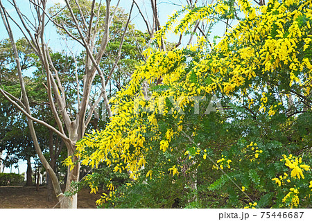 黄色いギンヨウアカシアの花 75446687