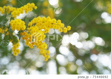 黄色いギンヨウアカシアの花 黄色いギンヨウアカシアの花 75446692