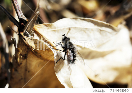ヤドリバエ科の一種? ヤドリバエ科の一種? 75446840